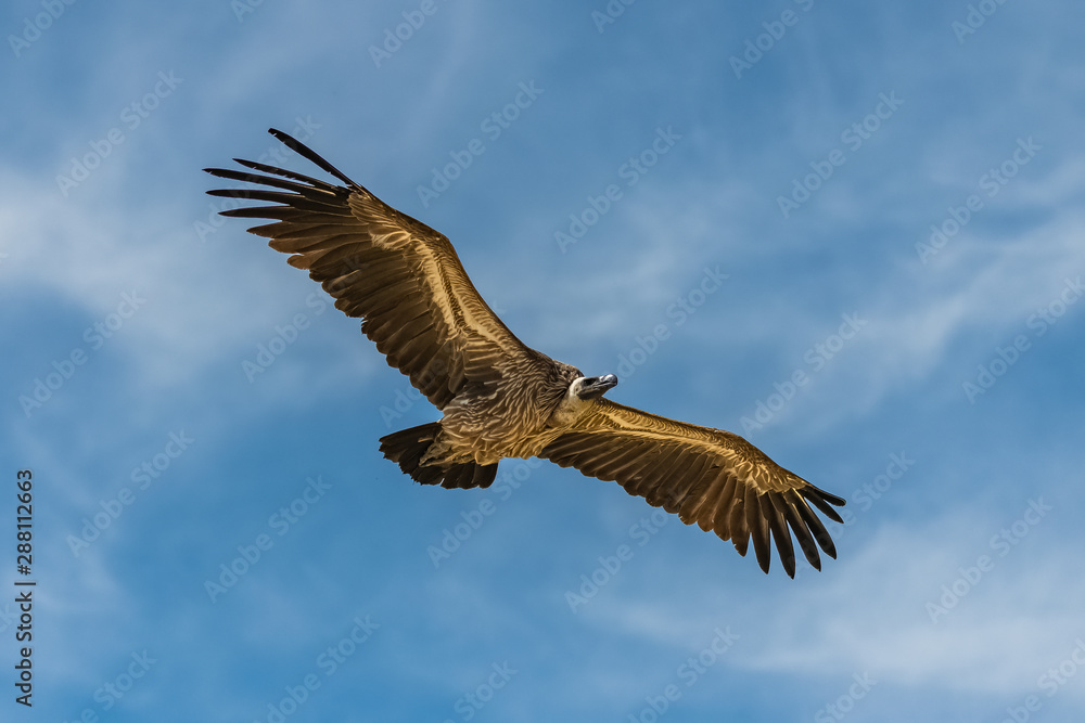     White-backed vulture, Gyps africanus, African bird flying in blue sky 