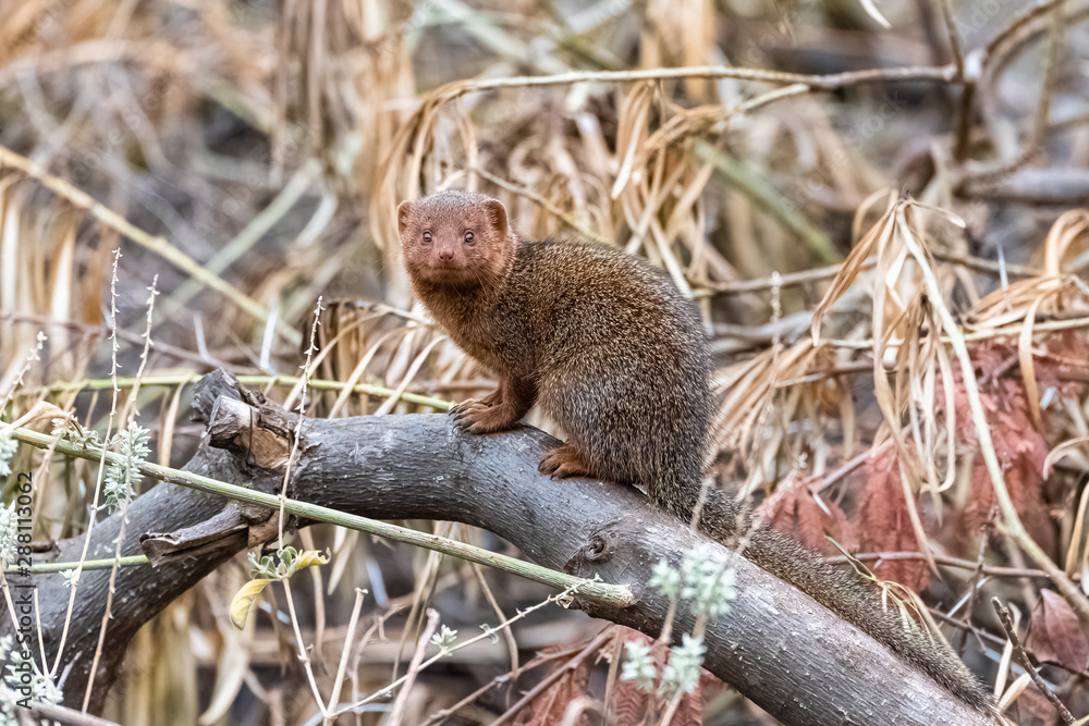     common dwarf mongoose in Africa, Helogale parvula, funny animal standing in the forest 