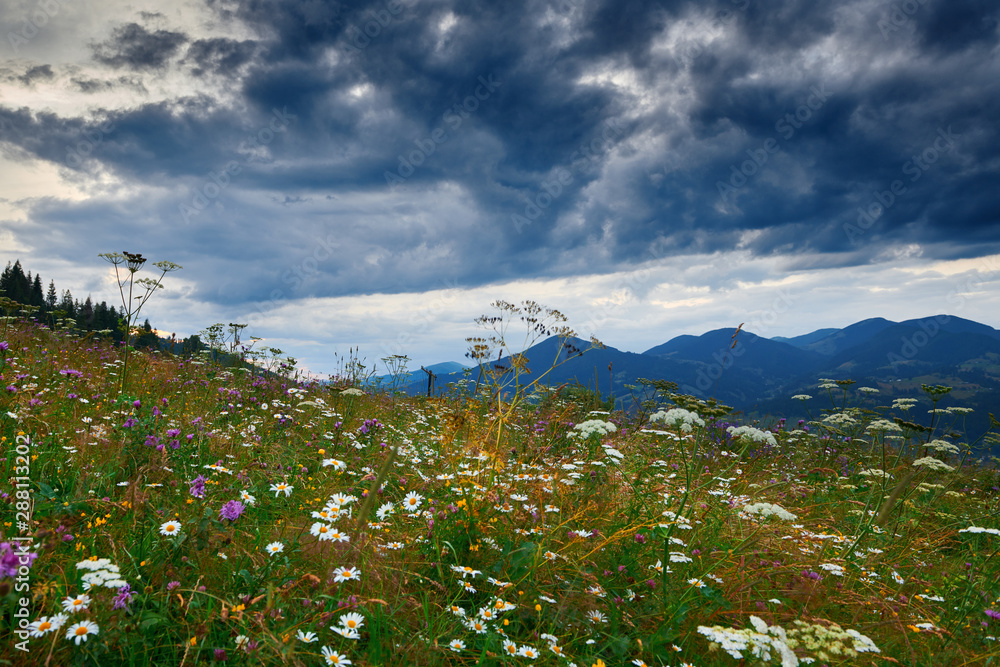 Fototapeta premium Beautiful summer sunset and landscape - wildflowers on hills in the evening. Meadow or grassland. Carpathian mountains. Ukraine. Europe. Travel background.