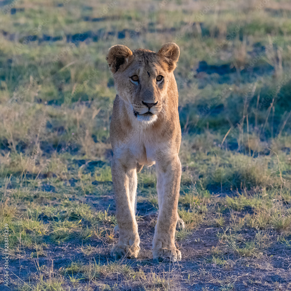     A young lion walking in the savannah, in the Serengeti reserve in Tanzania 