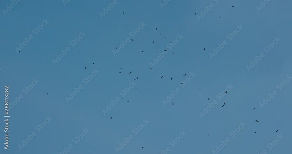 Many eagle fly over the blue sky Many eagle fly over the blue sky