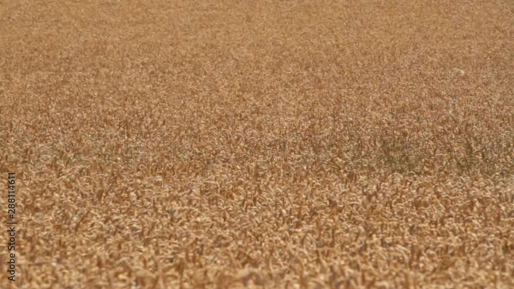 Wide angle shot of a large field of wheat. Wide angle shot of a large field of wheat.