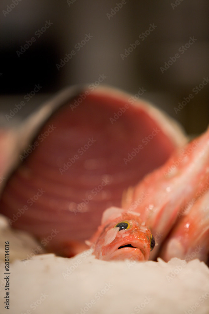 Atún rojo en la pescadería