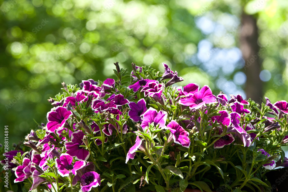 Multicolored purple white petunia flowers on a green natural background