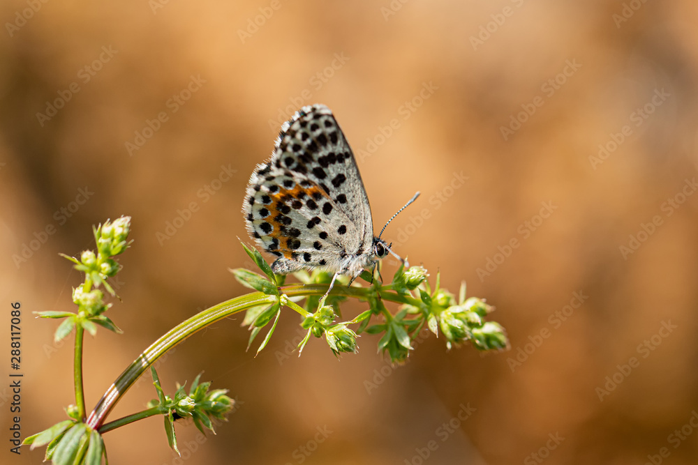 Obraz premium Nature