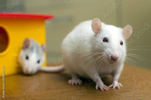 Two funny domestic pet rats and a toy house. © bilanol
