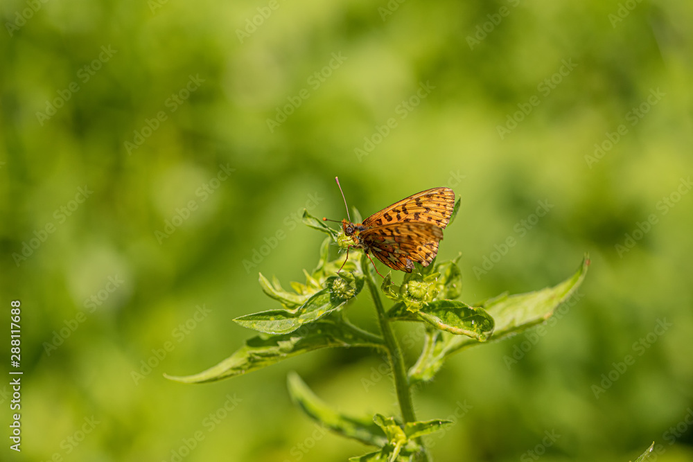 Obraz premium Nature