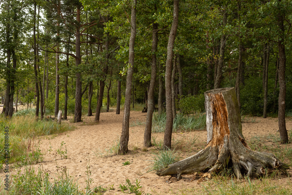 Φωτογραφία Old pine stump and young trees in the sand on the shore of the Gulf of Finland