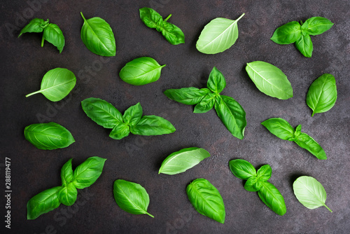 Various fresh green basil herb leaves isolated on dark background © didecs