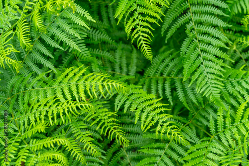 fern plants closeup