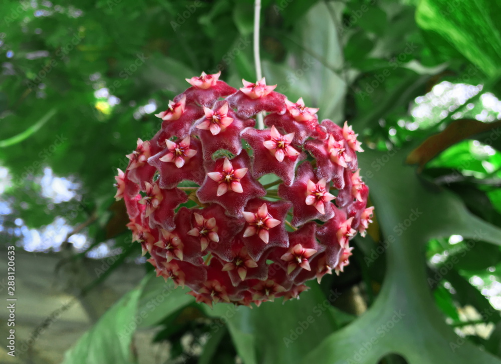 fluffy wild red flower in the garden fluffy wild red flower in the garden