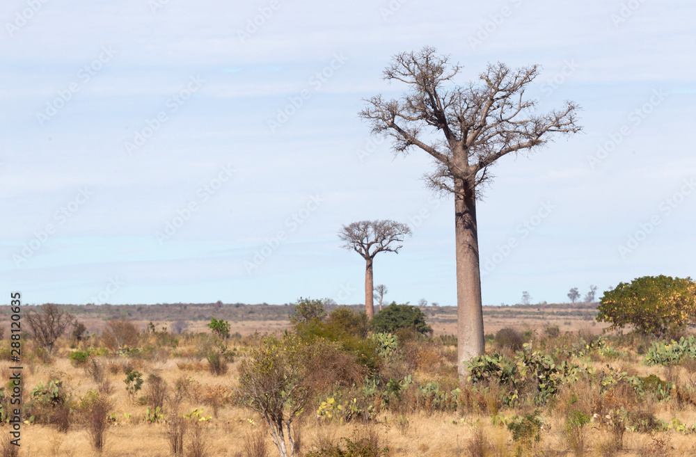 Baobab trees on sunny day in Madagascar