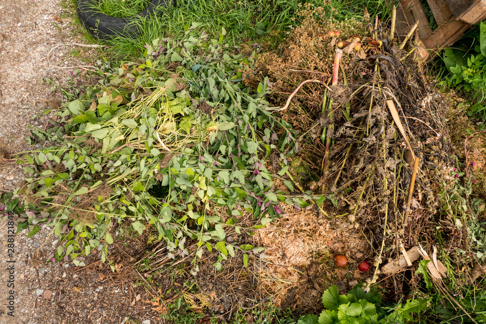 Fototapeta premium compost heap with green waste from hedges and branches