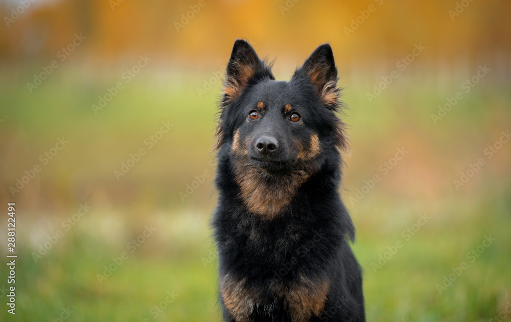 Dog breed Chodsko dog, Bohemian shepherd, in autumn closeup portrait, rear bright autumn trees Dog breed Chodsko dog, Bohemian shepherd, in autumn closeup portrait, rear bright autumn trees