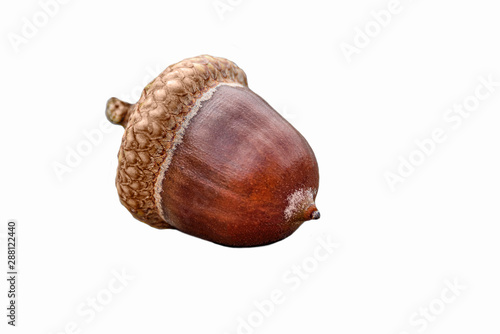 One single hazelnut isolated on white background whith copy space - concept close up detail macro fall autumn food gourmet health healthy nut filbert ingredient natural macro fruit forest environment