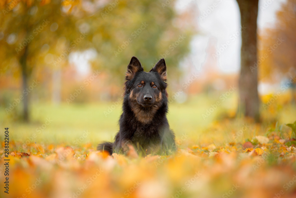Dog breed Chodsko dog, Bohemian shepherd, the fall lies in their red and yellow leaves, behind trees and autumn colors Dog breed Chodsko dog, Bohemian shepherd, the fall lies in their red and yellow leaves, behind trees and autumn colors