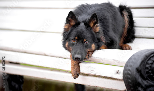 Dog breed Chodsko dog, Bohemian shepherd, is lying on the bench in autumn, expressive looks to the side photo