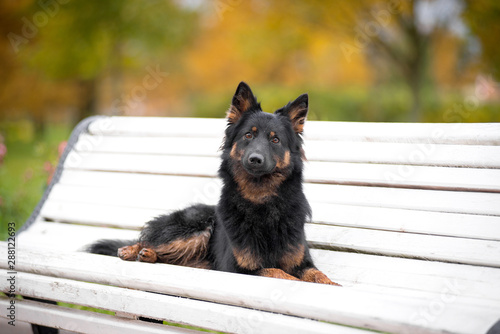Dog breed Chodsko dog, Bohemian shepherd, is lying on the bench in autumn, expressive looks to the side