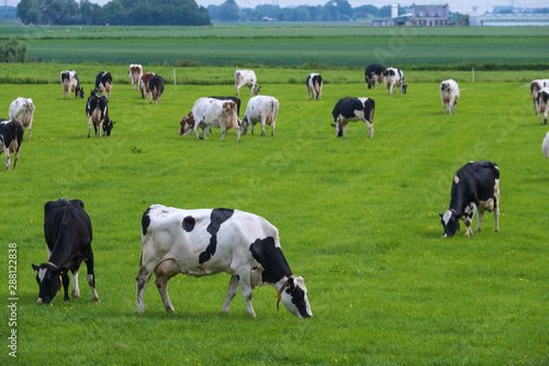 Schwarz-weiß gefleckte Milchkühe auf der Weide