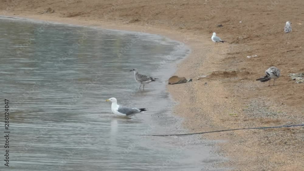 Some seagulls walking on the beach and searching food. White and gray birds on sand surface and in the water. Cloudy rainy day. Some seagulls walking on the beach and searching food. White and gray birds on sand surface and in the water. Cloudy rainy day.