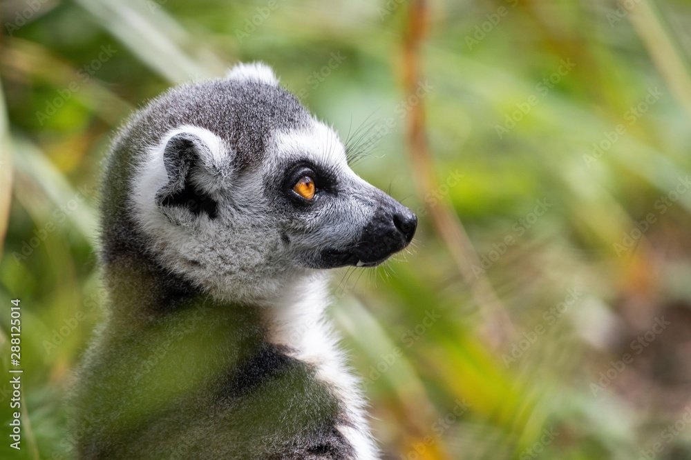 Fototapeta premium ring tailed lemur