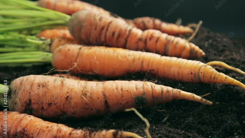 harvest ripe carrots lying on the ground in the garden harvest ripe carrots lying on the ground in the garden