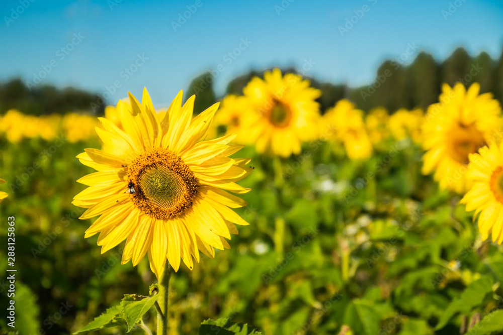 Field of blooming sunflowers on a background of blue sky Field of blooming sunflowers on a background of blue sky