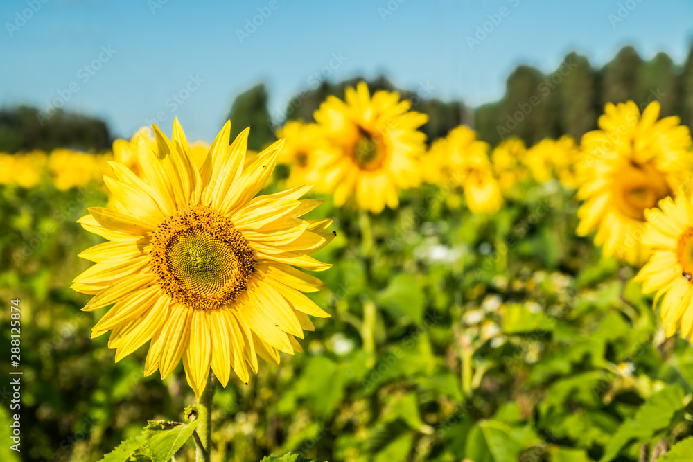 Fototapeta premium Field of blooming sunflowers on a background of blue sky