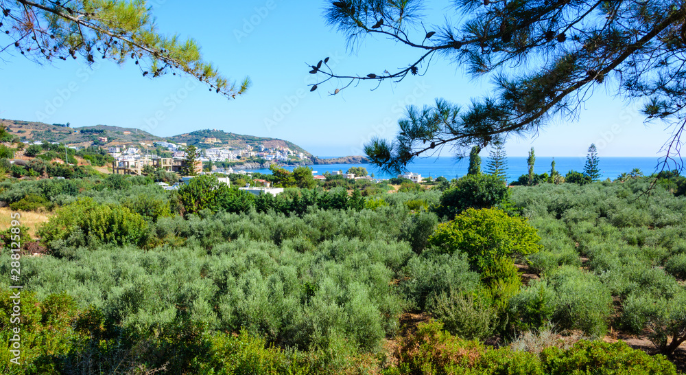 Fototapeta premium mountain view of the olive garden in the Greek province on the Mediterranean sea