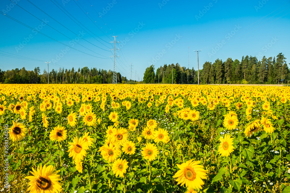 Fototapeta premium Field of blooming sunflowers on a background of blue sky