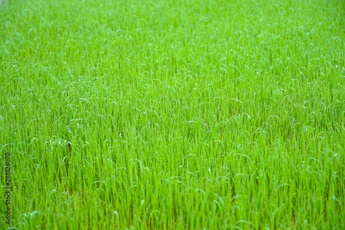 Green rice field at the morning in the farm of famer