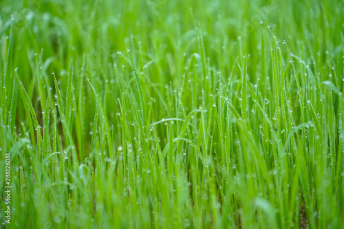drops of dew on a green grass, Fresh green grass with dew drops closeup, Green rice field at the morning in the farm of famer, Nature Background