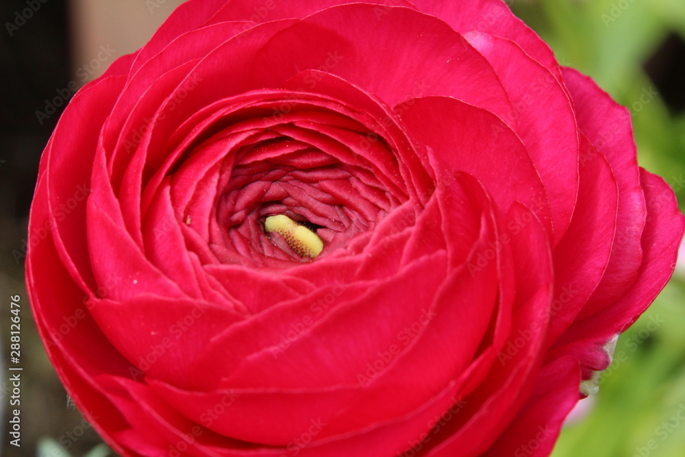 Obraz premium ラナンキュラス