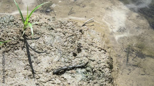 The leech hurries along the shore to the water photo