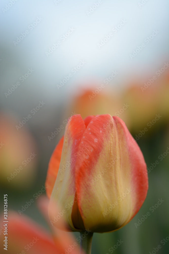 Red and yellow tulip in a field with visible depth of field. Soft focus, bokeh and sunlight Red and yellow tulip in a field with visible depth of field. Soft focus, bokeh and sunlight