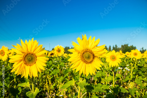 Field of blooming sunflowers on a background of blue sky