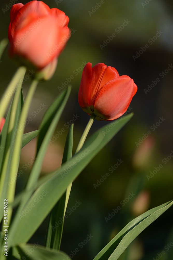 Fototapeta premium Red tulips on a dark background. Green leaves, soft focus and bokeh. Sunny Spring day