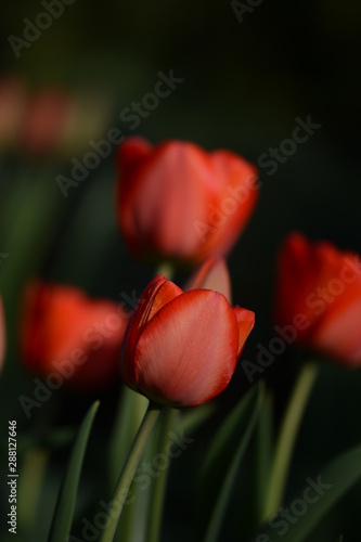 Red tulips on a dark background. Green leaves  soft focus and bokeh. Sunny Spring day