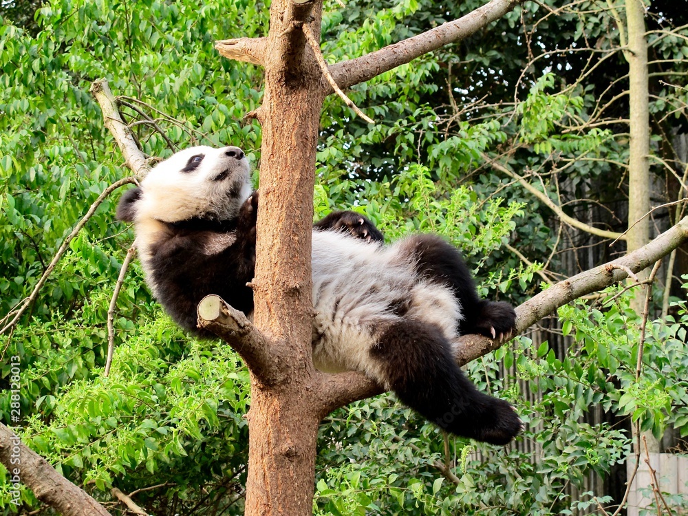 Obraz premium A giant panda chilling on a tree 