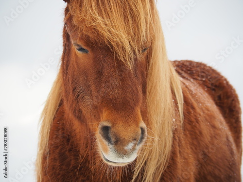 A closeup image of an orange brown horse, Icelandic horse © pukpui228