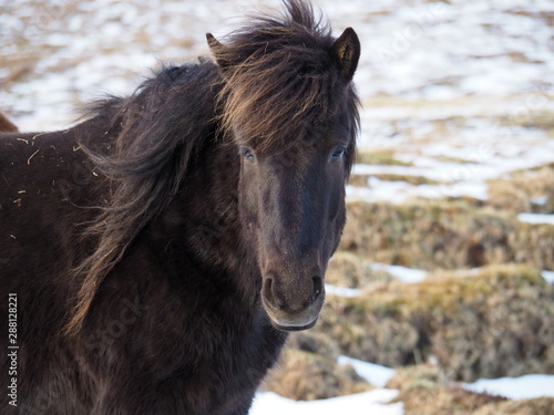 A closeup image of a dark-brown or black long-haired Icelandic horse 