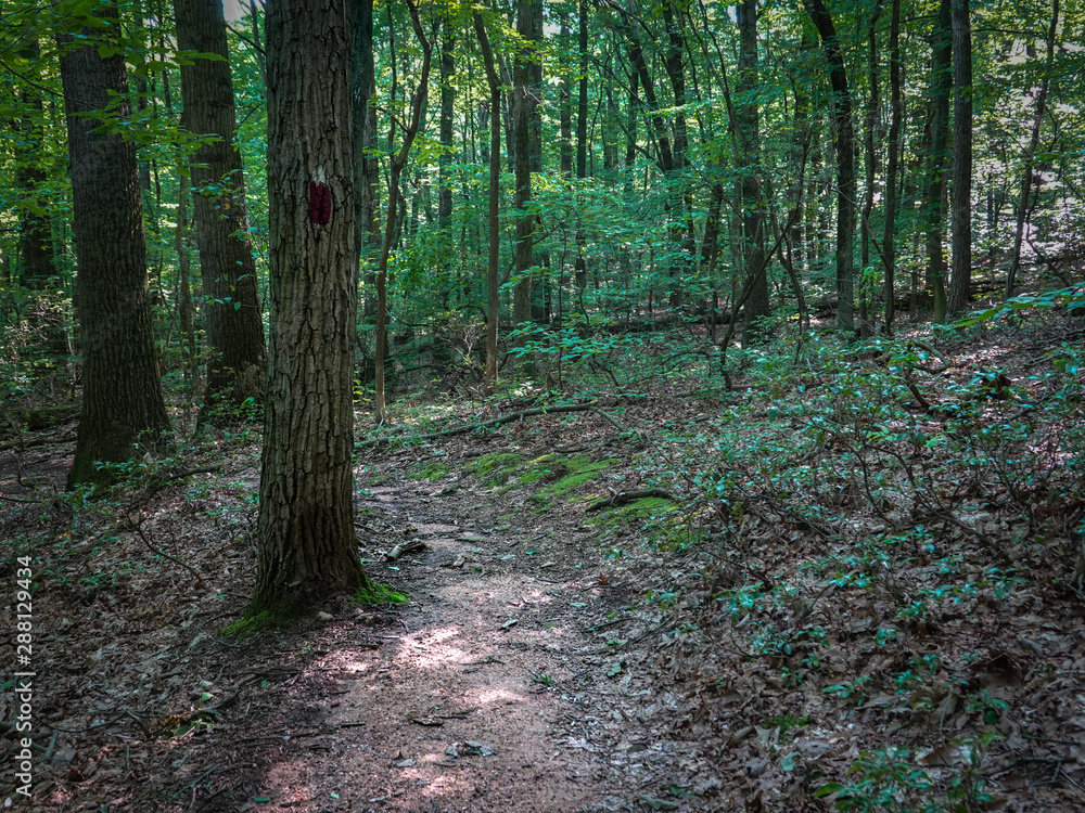 Trail Markings in Forest