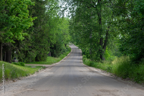 Tree Lined Dirt Road