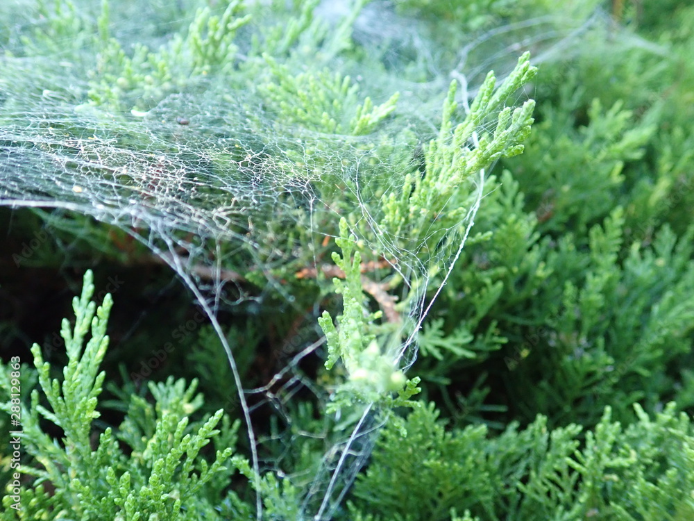  spider web on a green branch