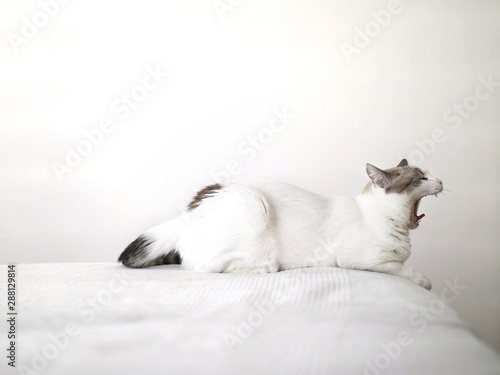 Fototapeta Naklejka Na Ścianę i Meble -  White tired cat yawning on a white bed
