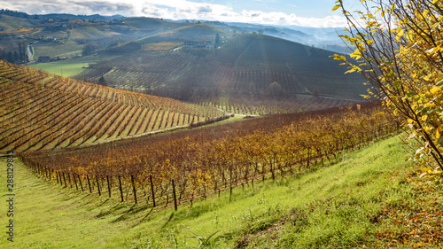Fototapeta Naklejka Na Ścianę i Meble -  Piemonte Langhe vigne e Castello di Grinzane Cavour