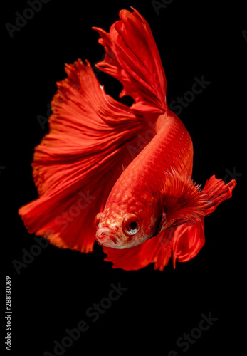 white and red fighting fish