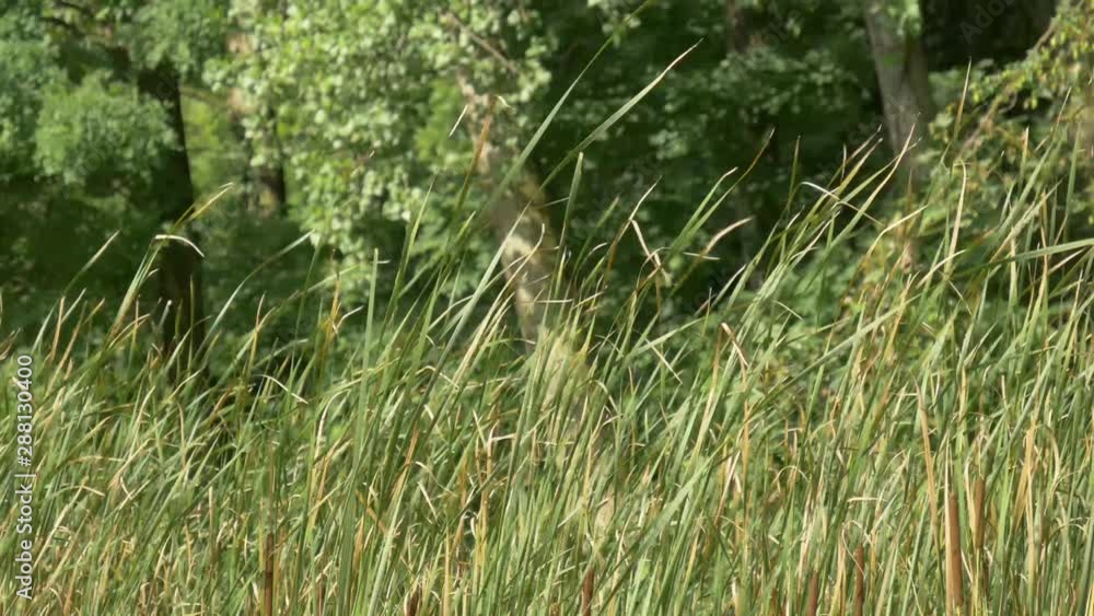 Tall grass blowing in the wind Tall grass blowing in the wind