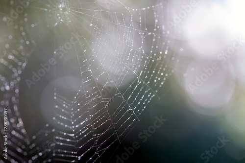 Spider web with droplets of dew