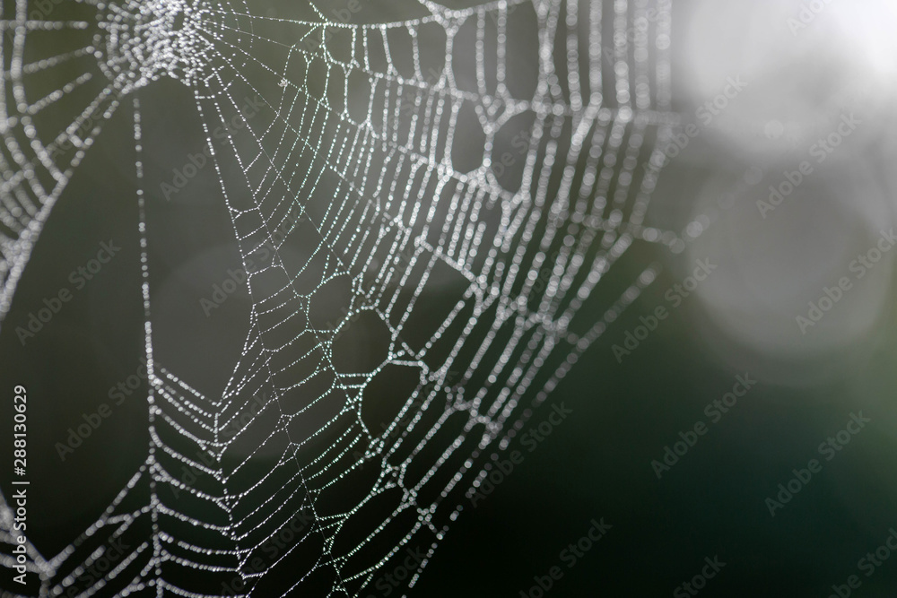 Spider web with droplets of dew